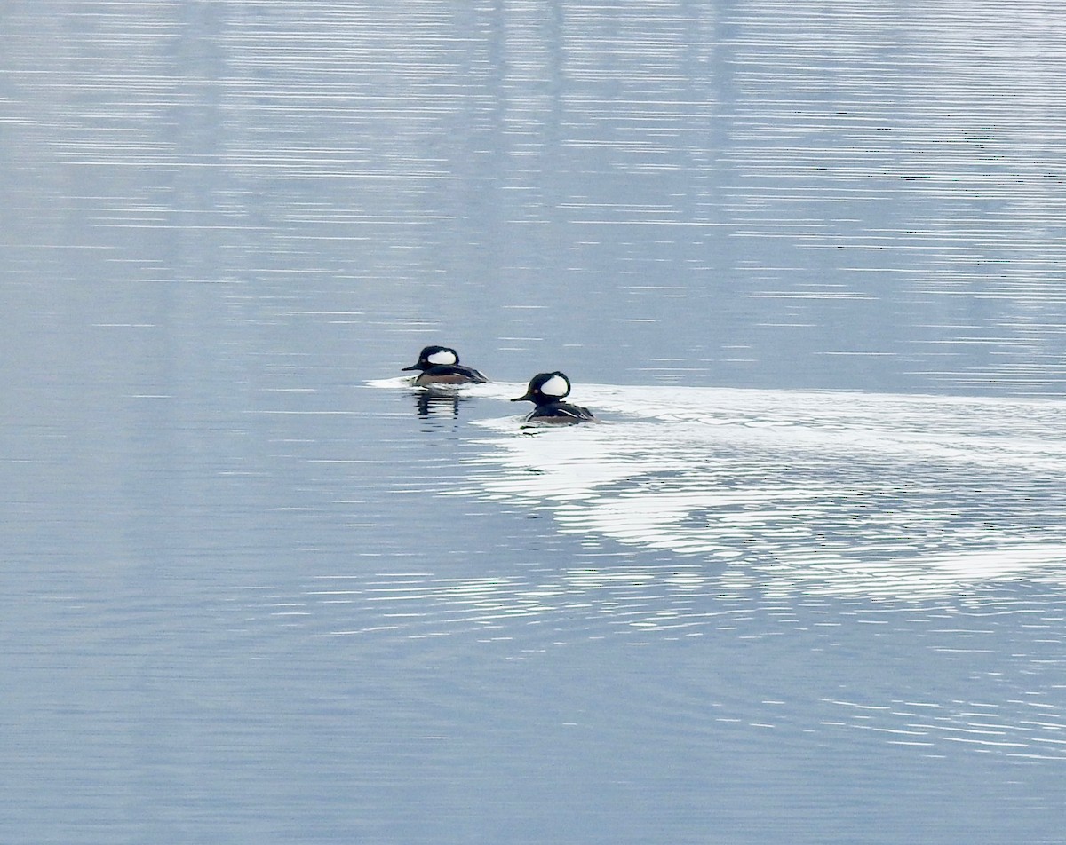 Hooded Merganser - ML144308671