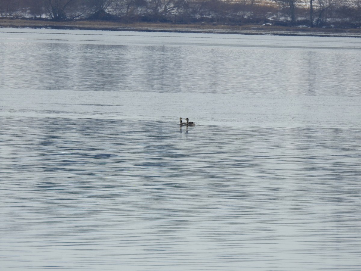 Red-necked Grebe - ML144308921