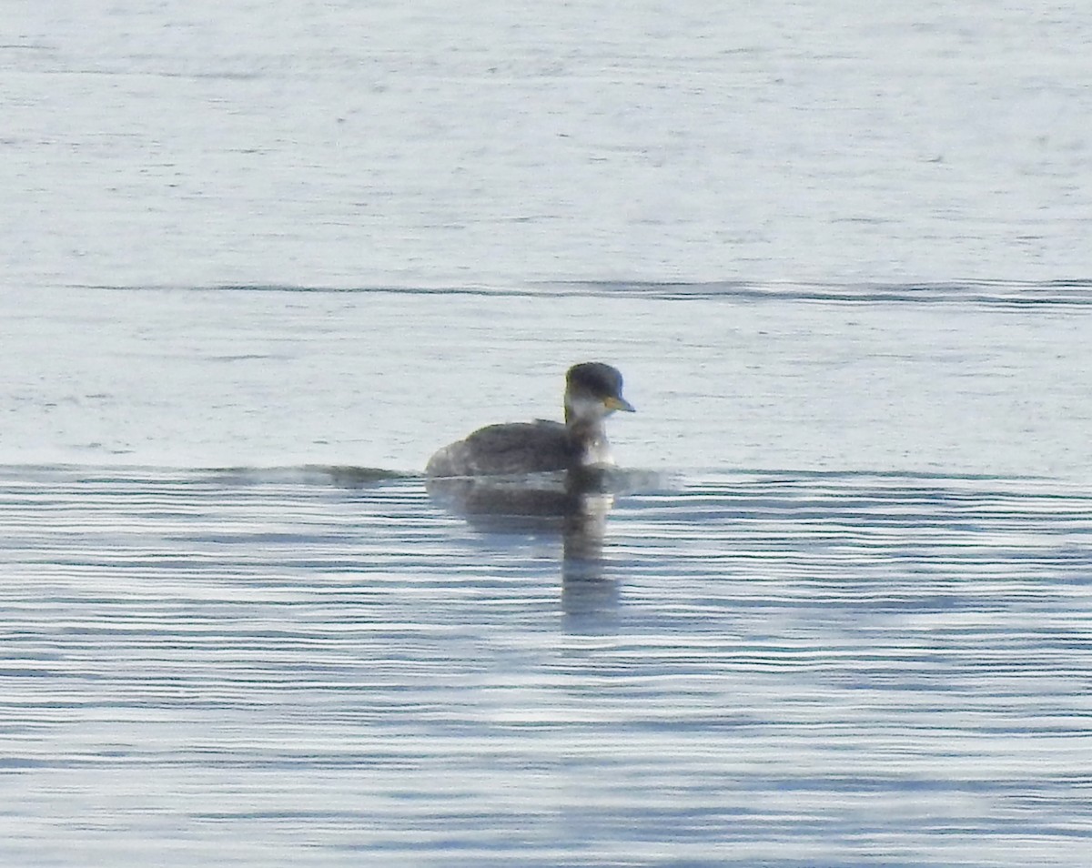 Red-necked Grebe - ML144308931