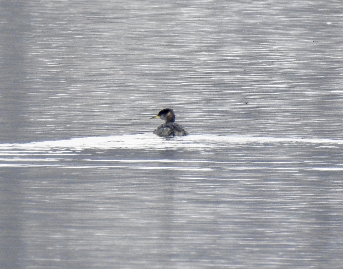 Red-necked Grebe - ML144308941