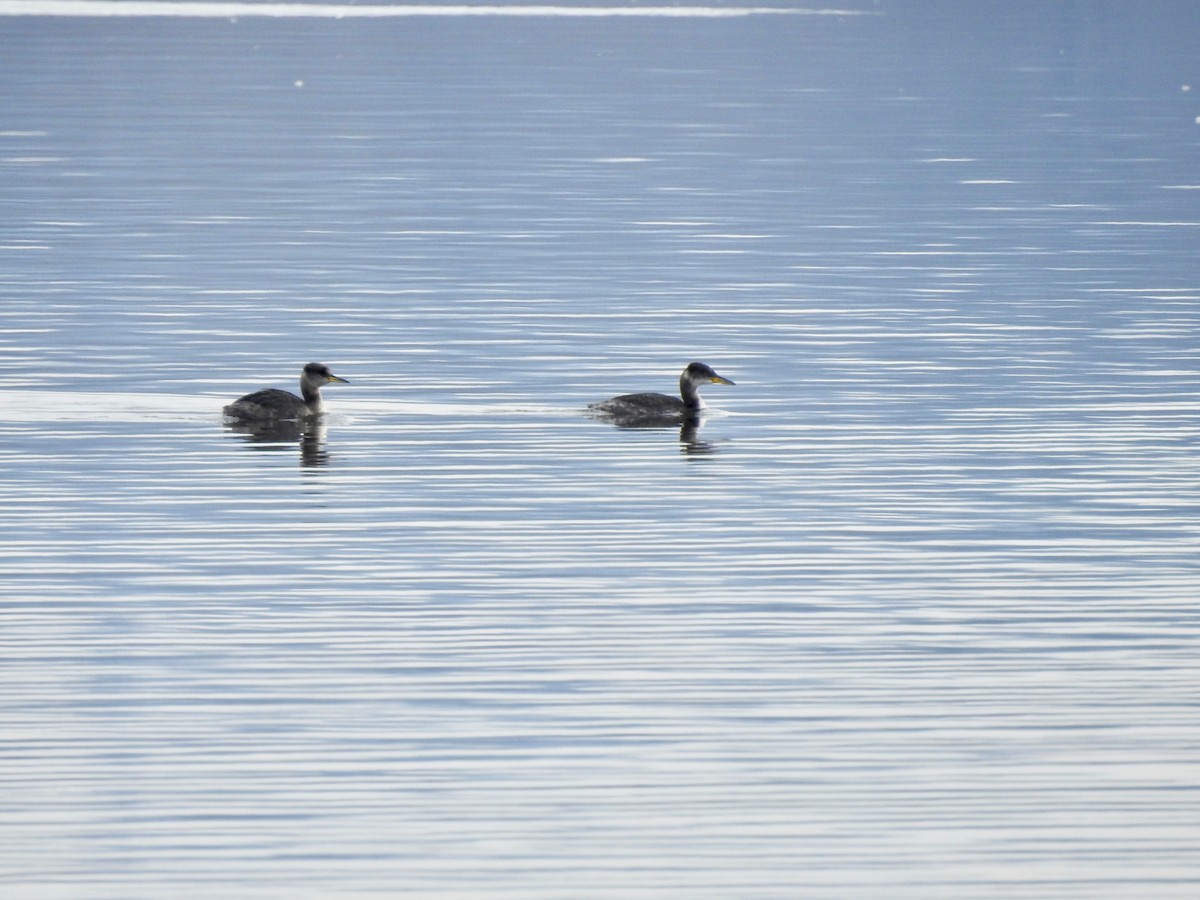 Red-necked Grebe - ML144308951