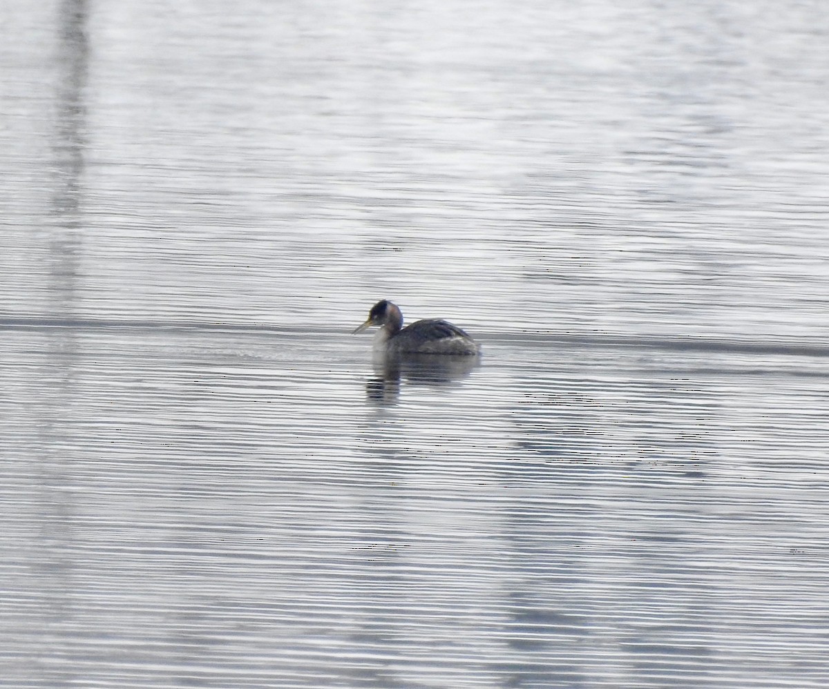 Red-necked Grebe - ML144308961