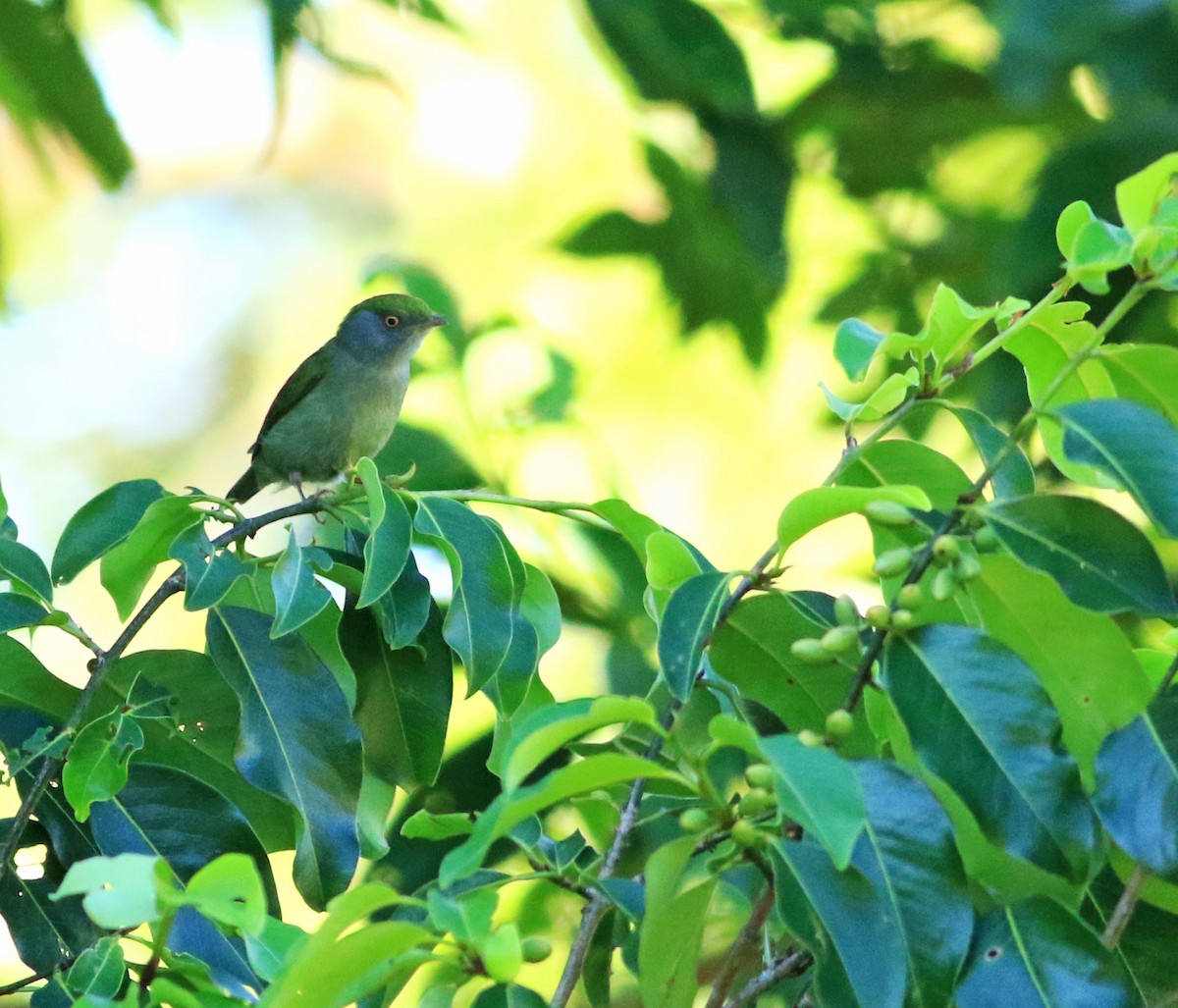 Pin-tailed Manakin - Logan Lalonde