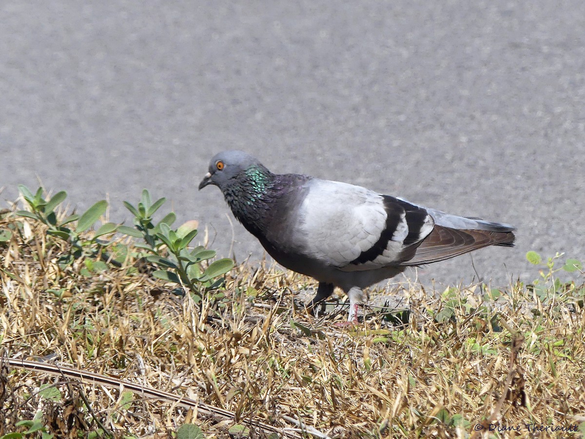 Rock Pigeon (Feral Pigeon) - ML144310001