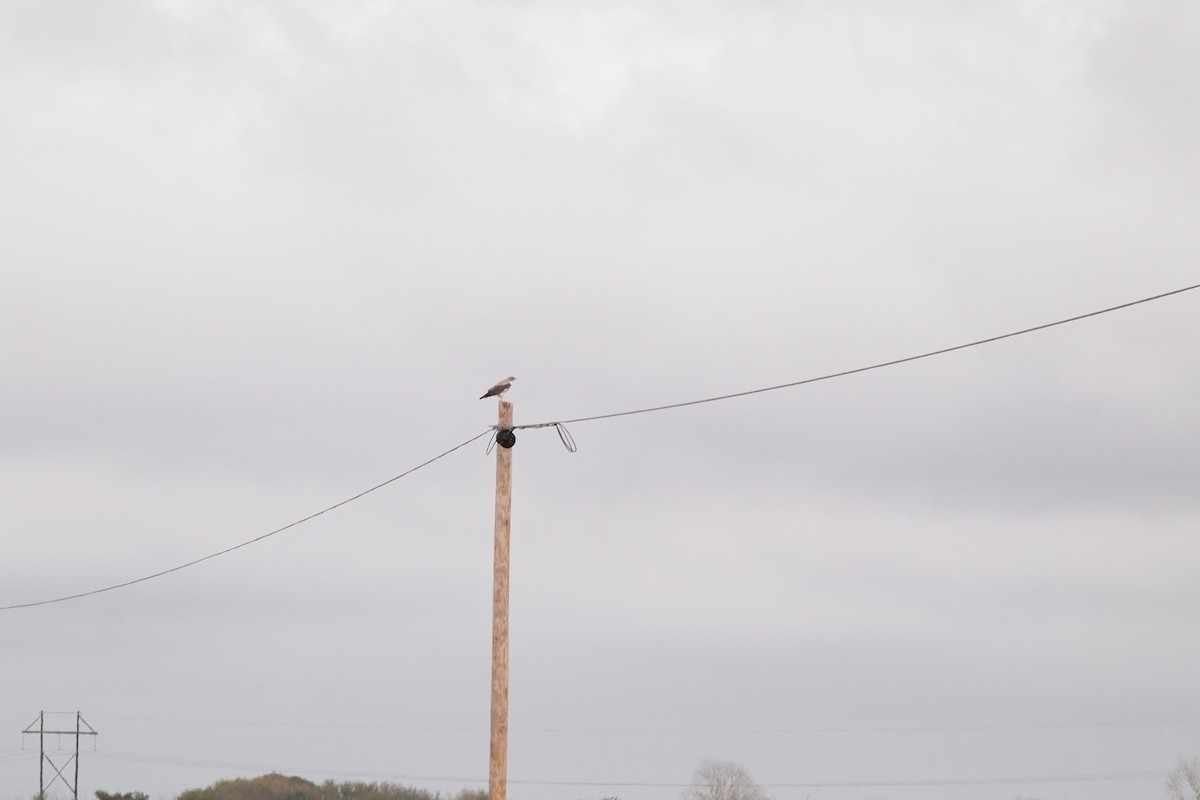 White-tailed Hawk - ML144310441