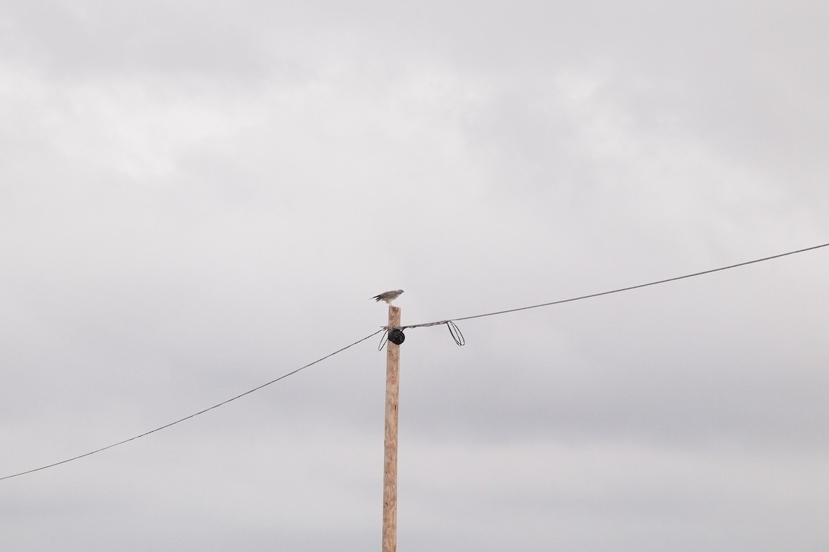 White-tailed Hawk - ML144310451