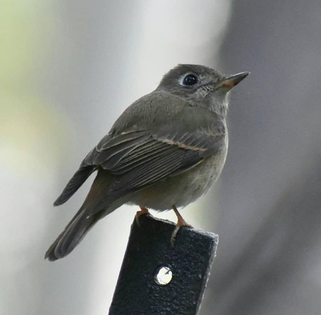 Brown-breasted Flycatcher - ML144310511