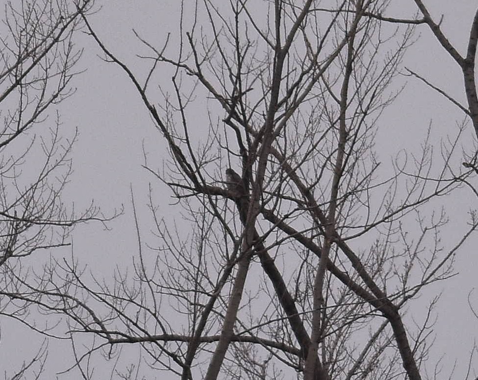 raroh lovecký - ML144310551