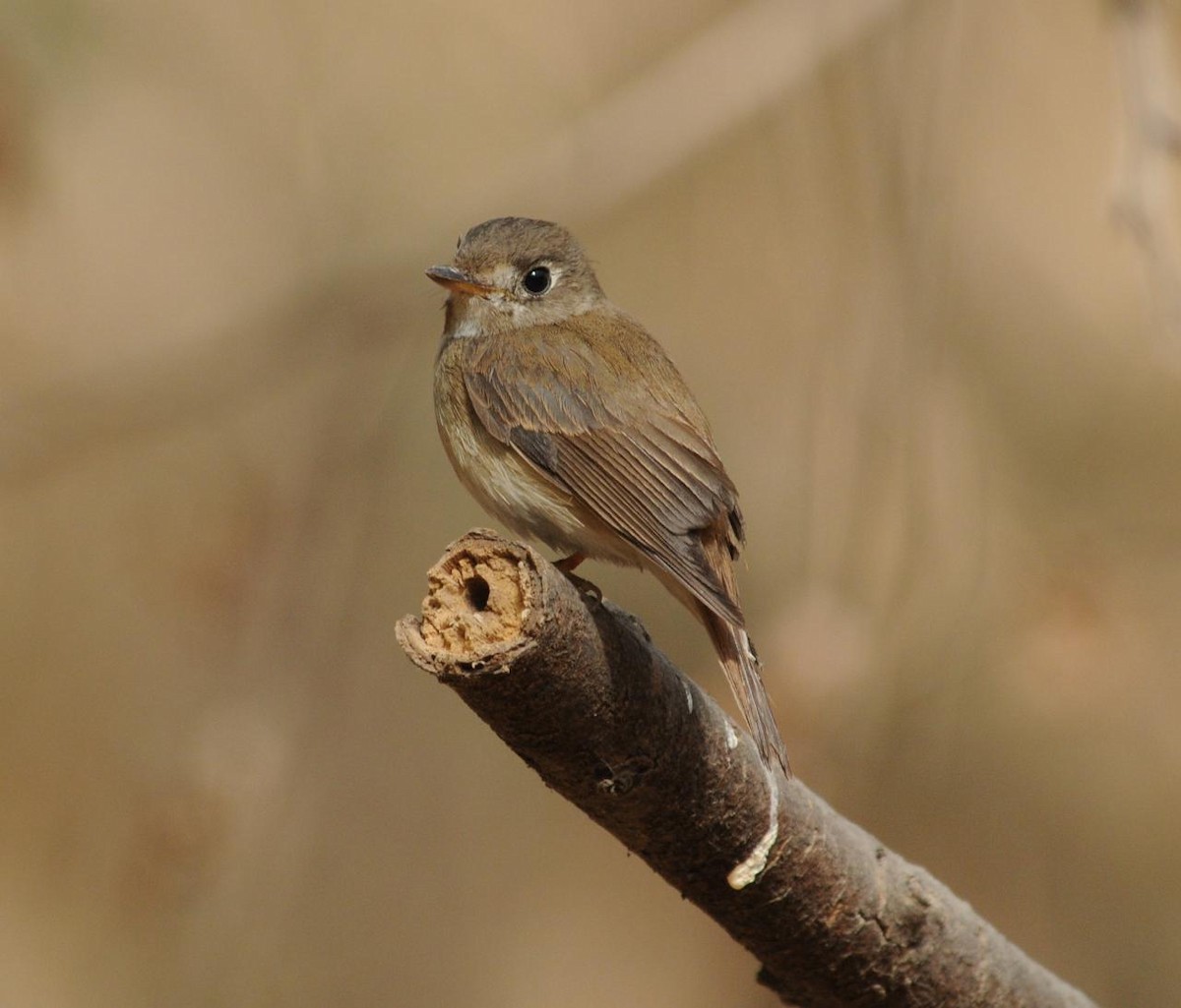 Brown-breasted Flycatcher - ML144310771
