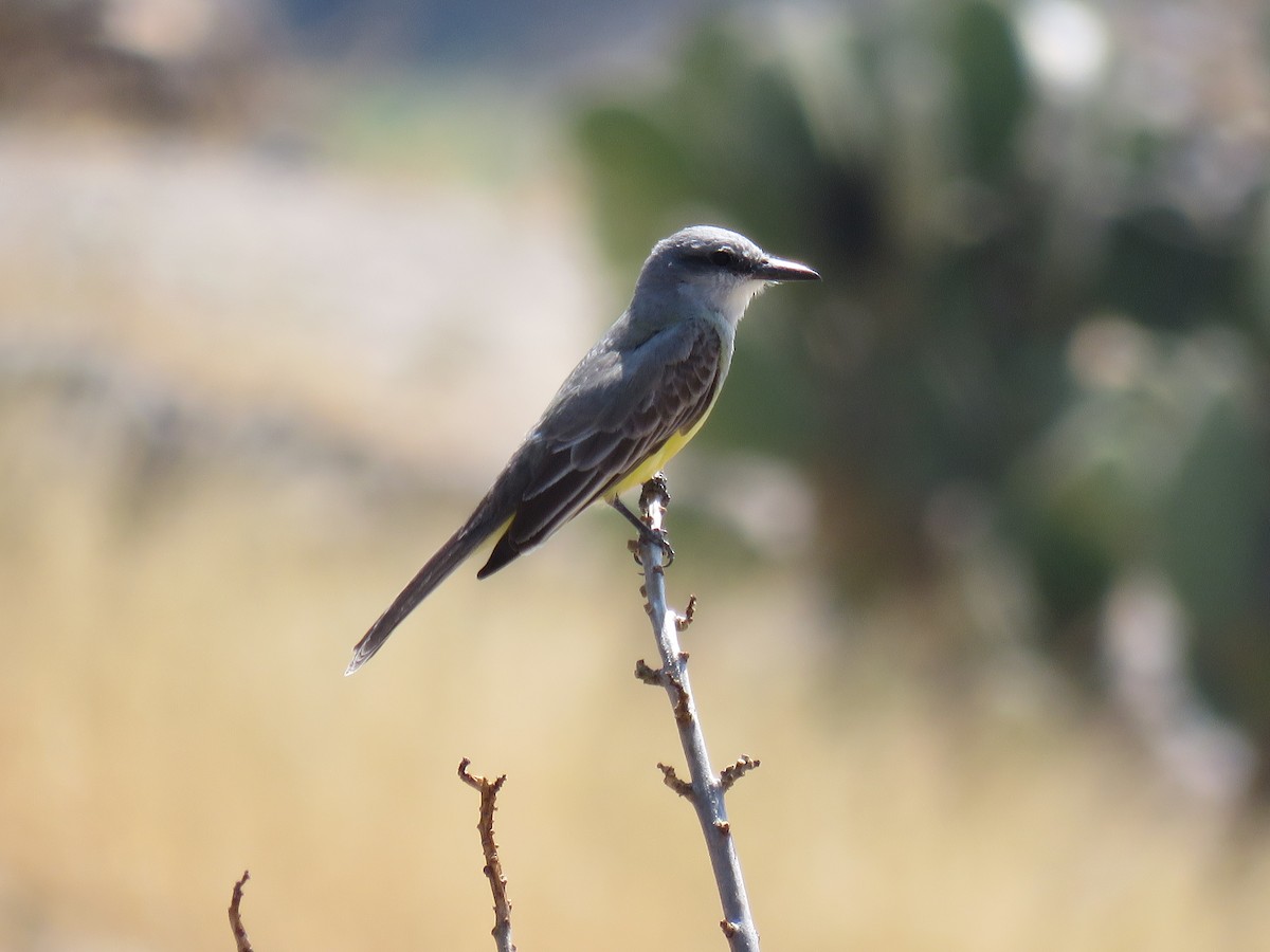 Tropical Kingbird - ML144310801