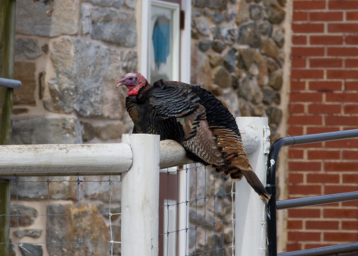 Wild Turkey - ML144311451