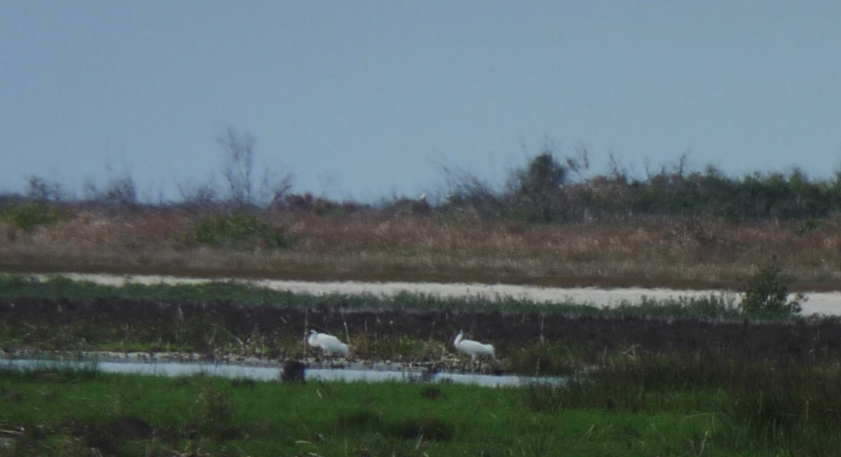 Grulla Trompetera - ML144311521