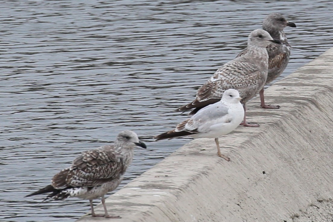 Goéland d'Audubon - ML144313461