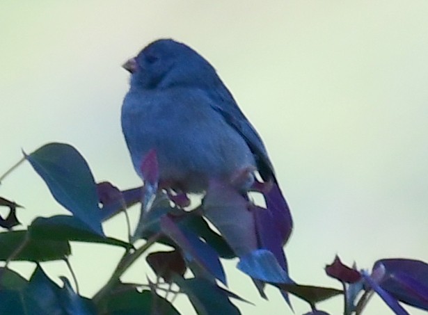 Plain-colored Seedeater - ML144313811