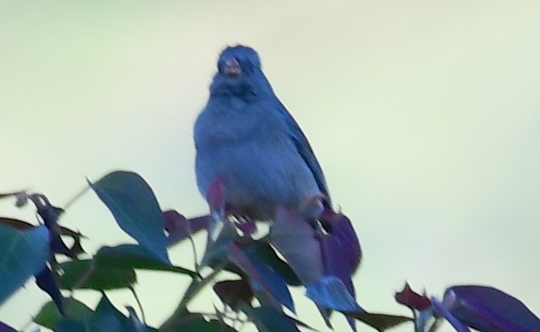 Plain-colored Seedeater - ML144313821