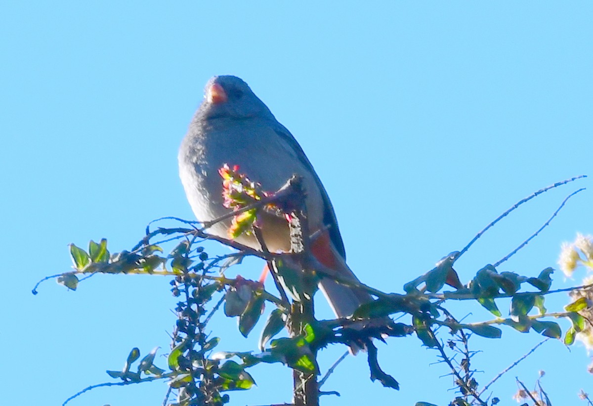 Plain-colored Seedeater - ML144313871