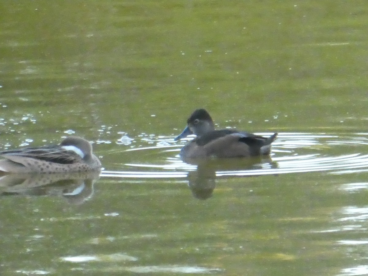 Ring-necked Duck - elwood bracey