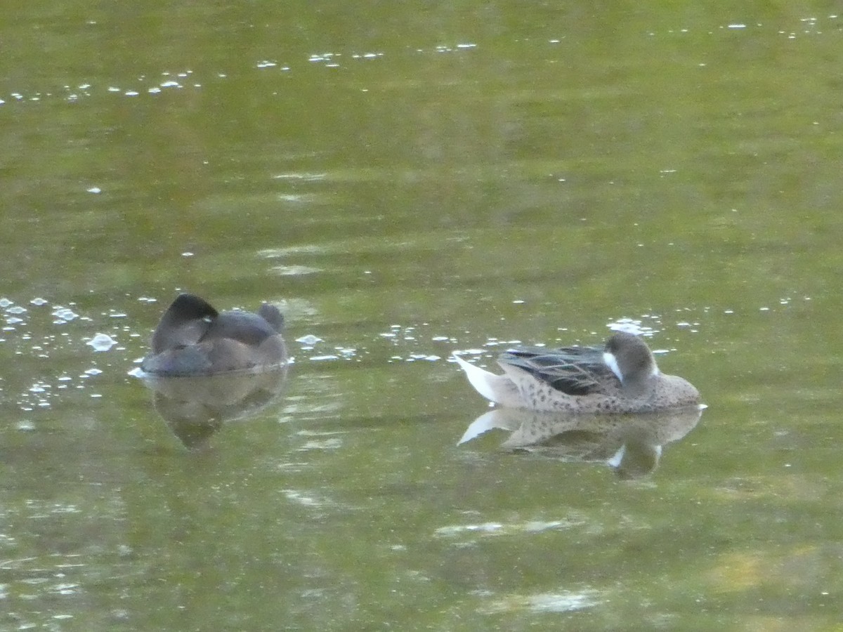 Ring-necked Duck - ML144314361