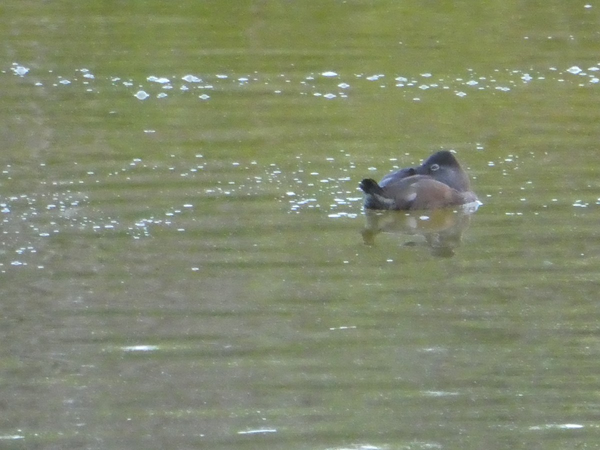 Ring-necked Duck - ML144314411