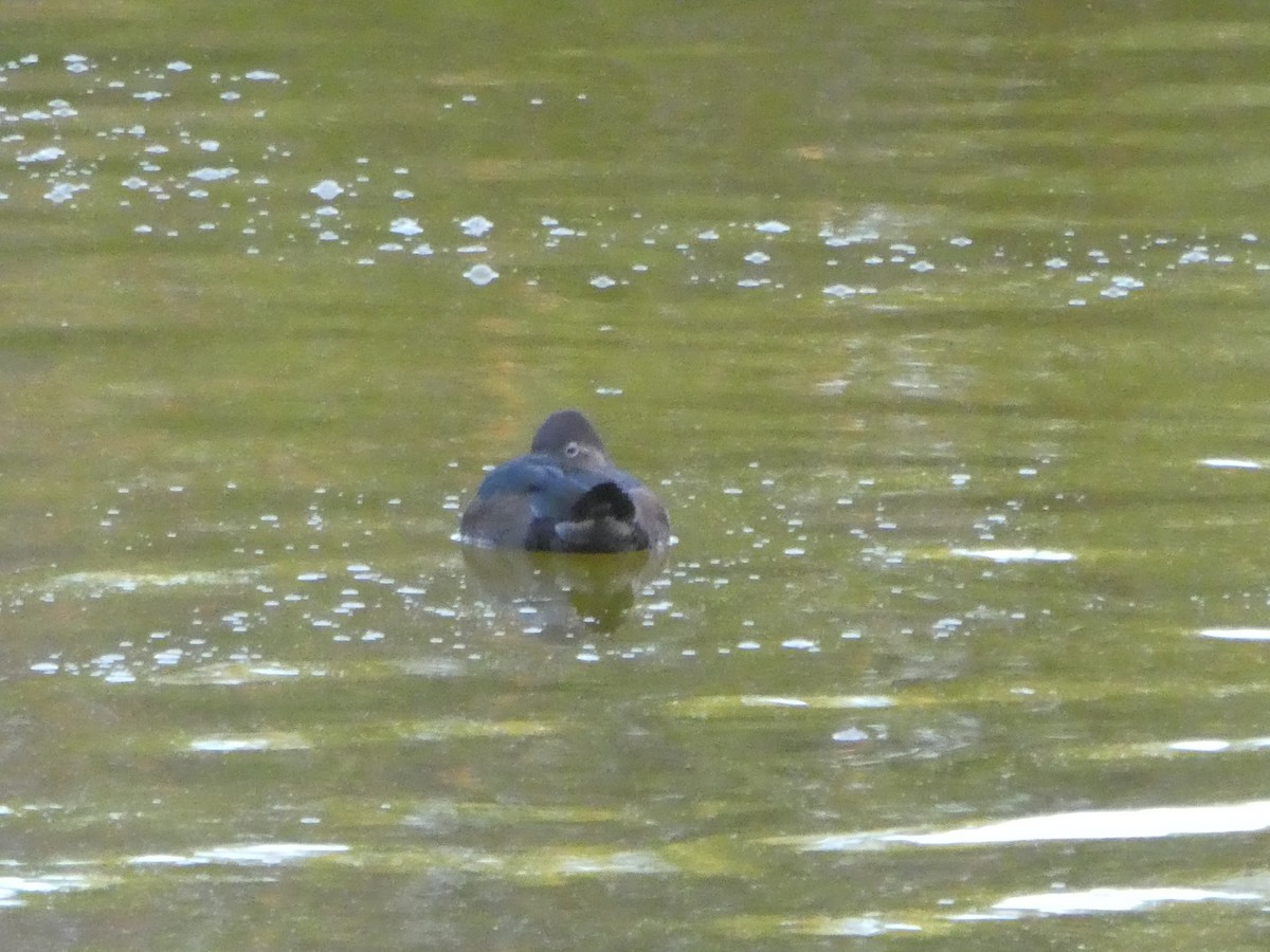 Ring-necked Duck - ML144314591