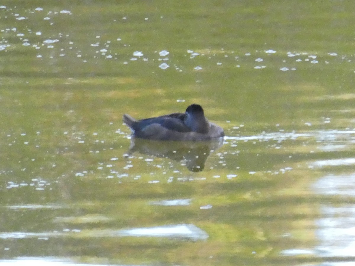 Ring-necked Duck - ML144314621