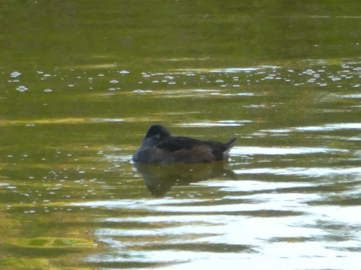 Ring-necked Duck - ML144314631