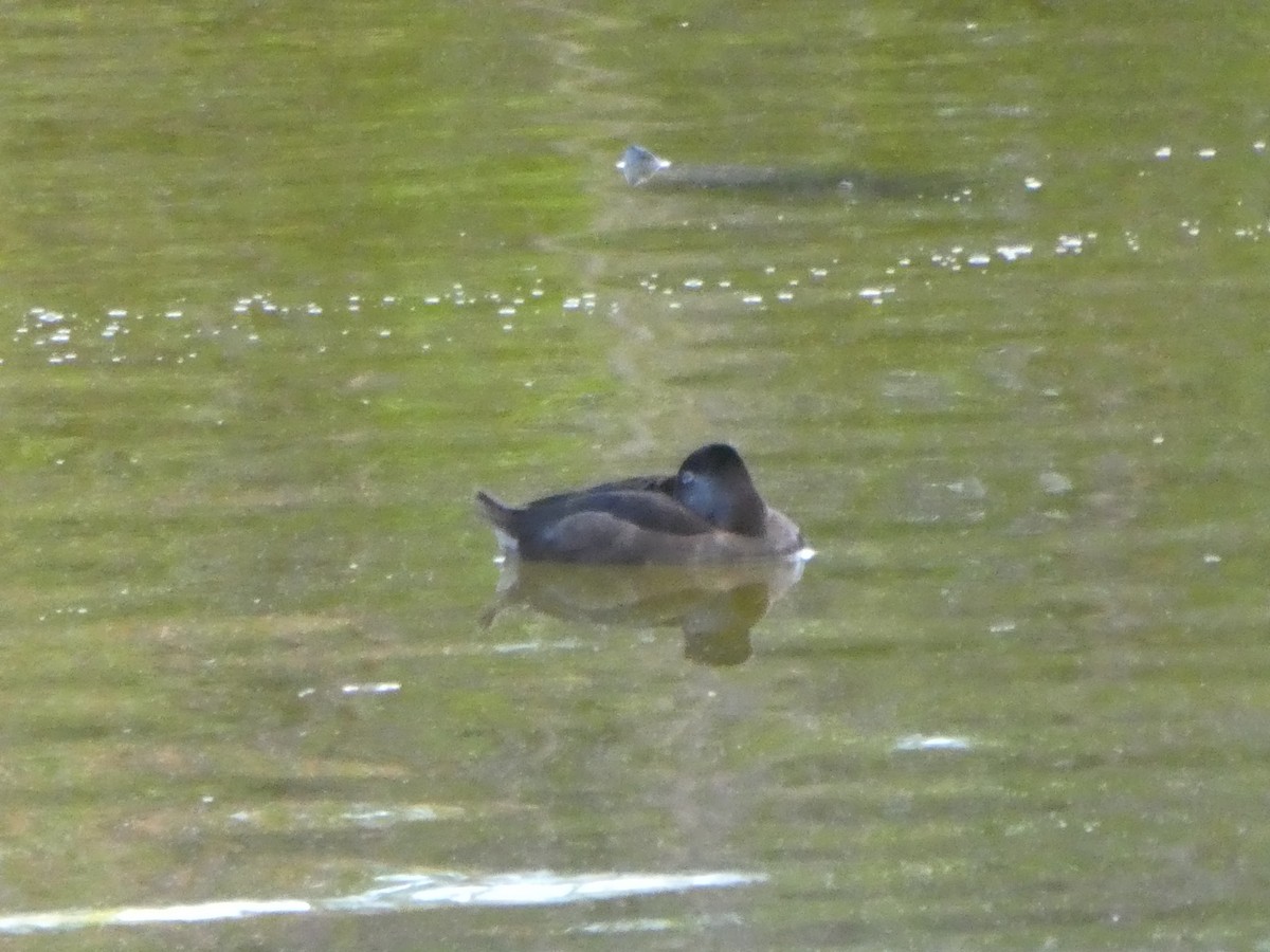 Ring-necked Duck - ML144314661