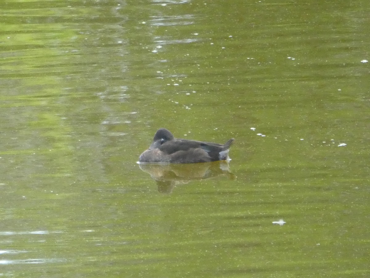 Ring-necked Duck - ML144314671