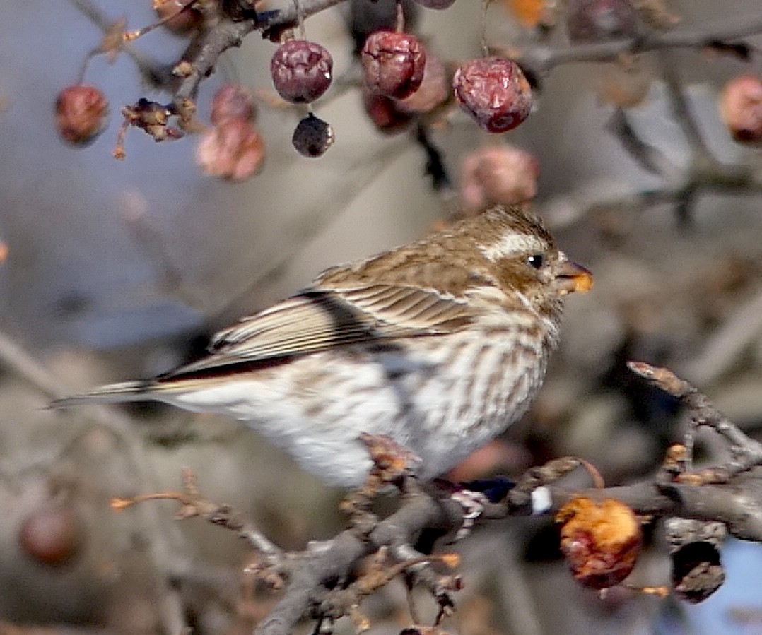 Purple Finch - ML144316381