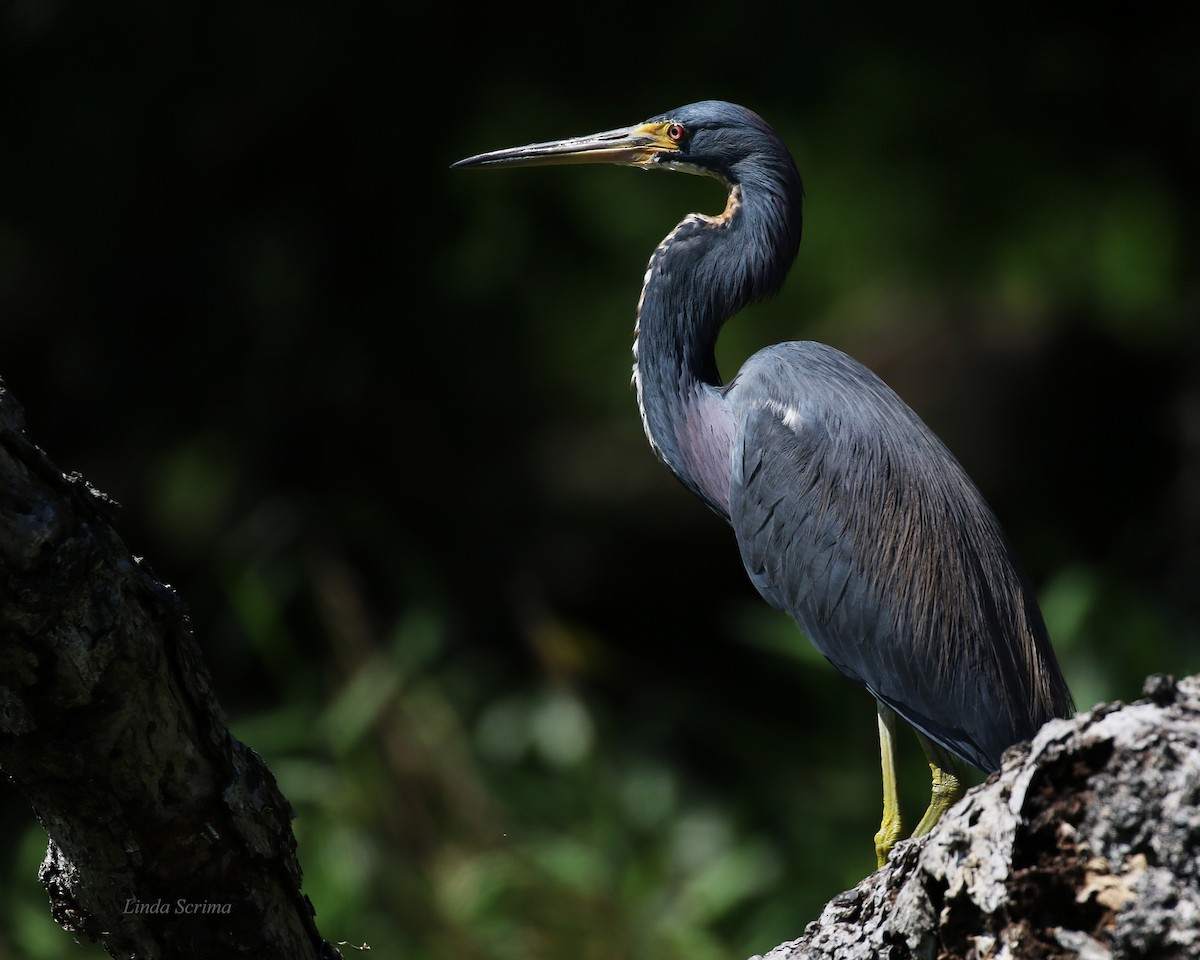 Tricolored Heron - Linda Scrima