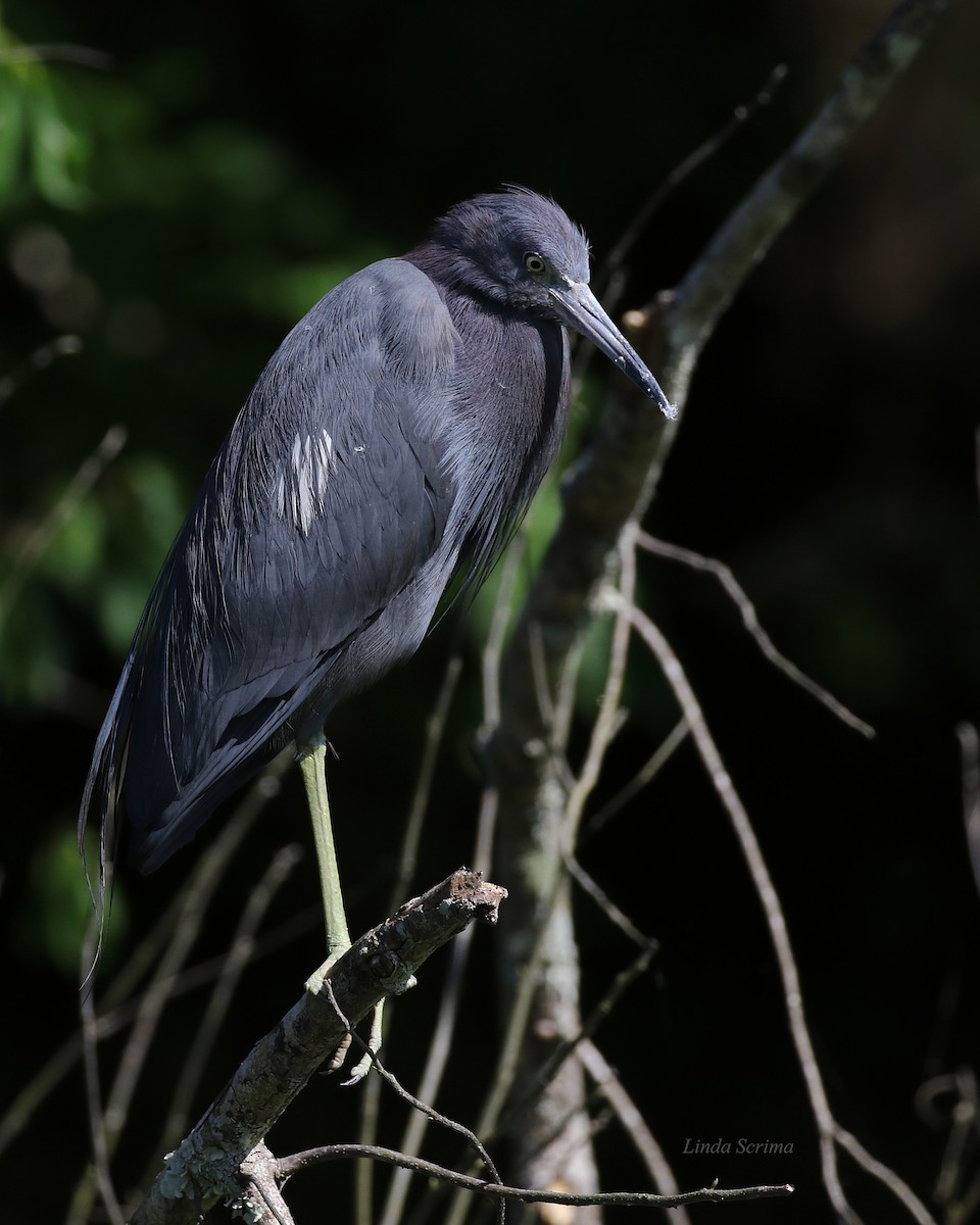 Little Blue Heron - Linda Scrima