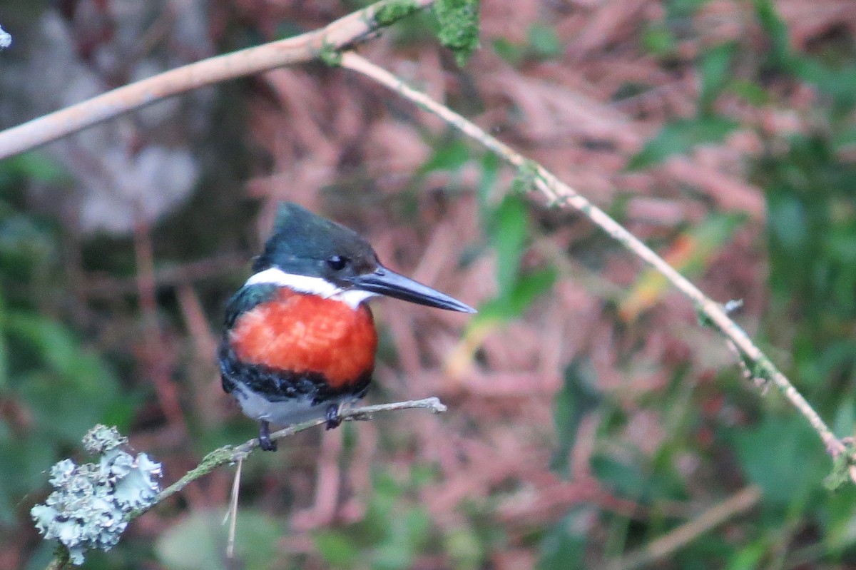 Amazon Kingfisher - ML144318371