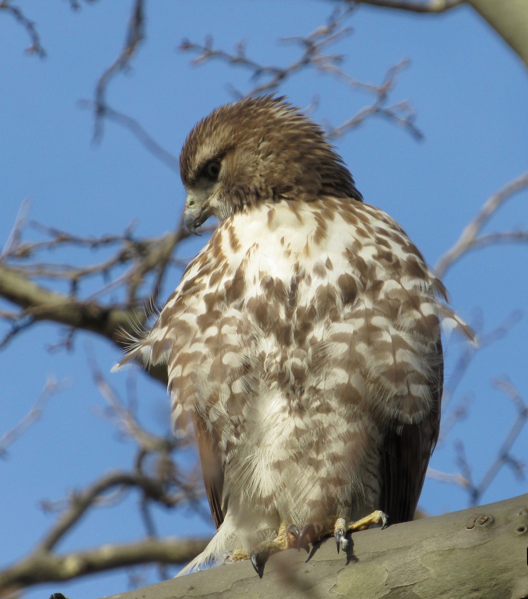 Red-tailed Hawk - ML144318501