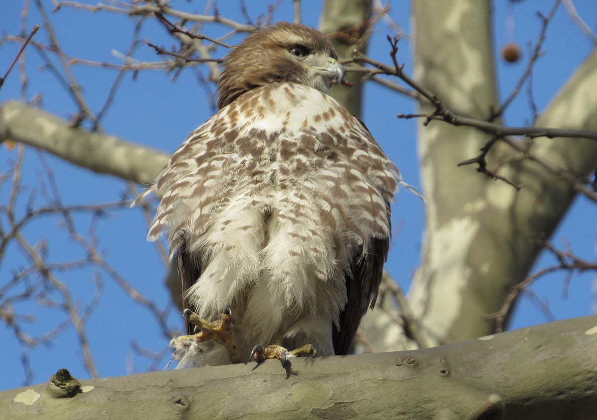 Red-tailed Hawk - ML144318511