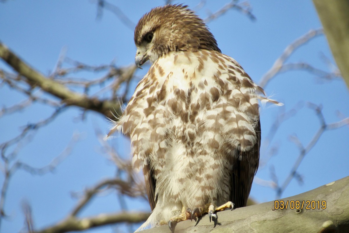 Red-tailed Hawk - ML144318521