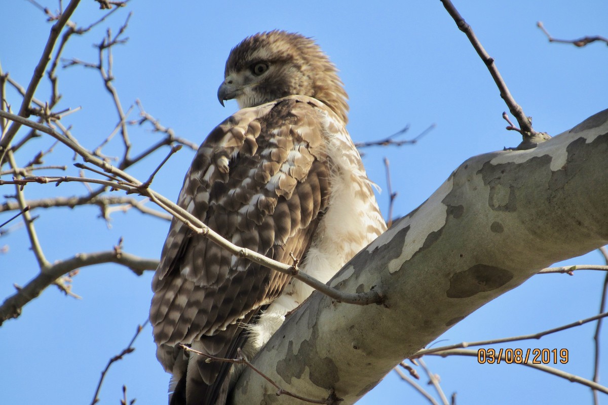 Red-tailed Hawk - ML144318531