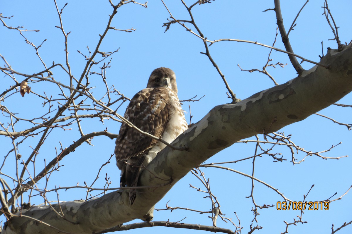 Red-tailed Hawk - ML144318541