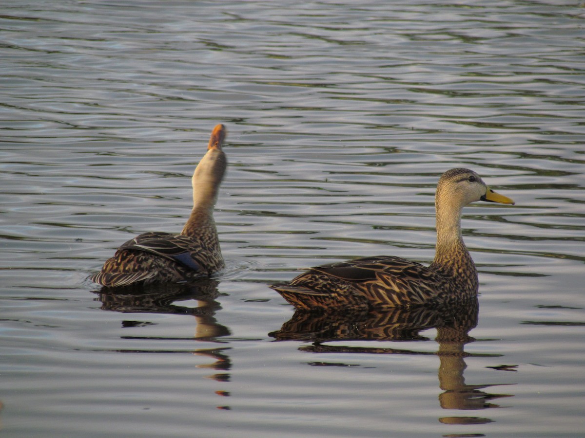 Canard brun - ML144320201