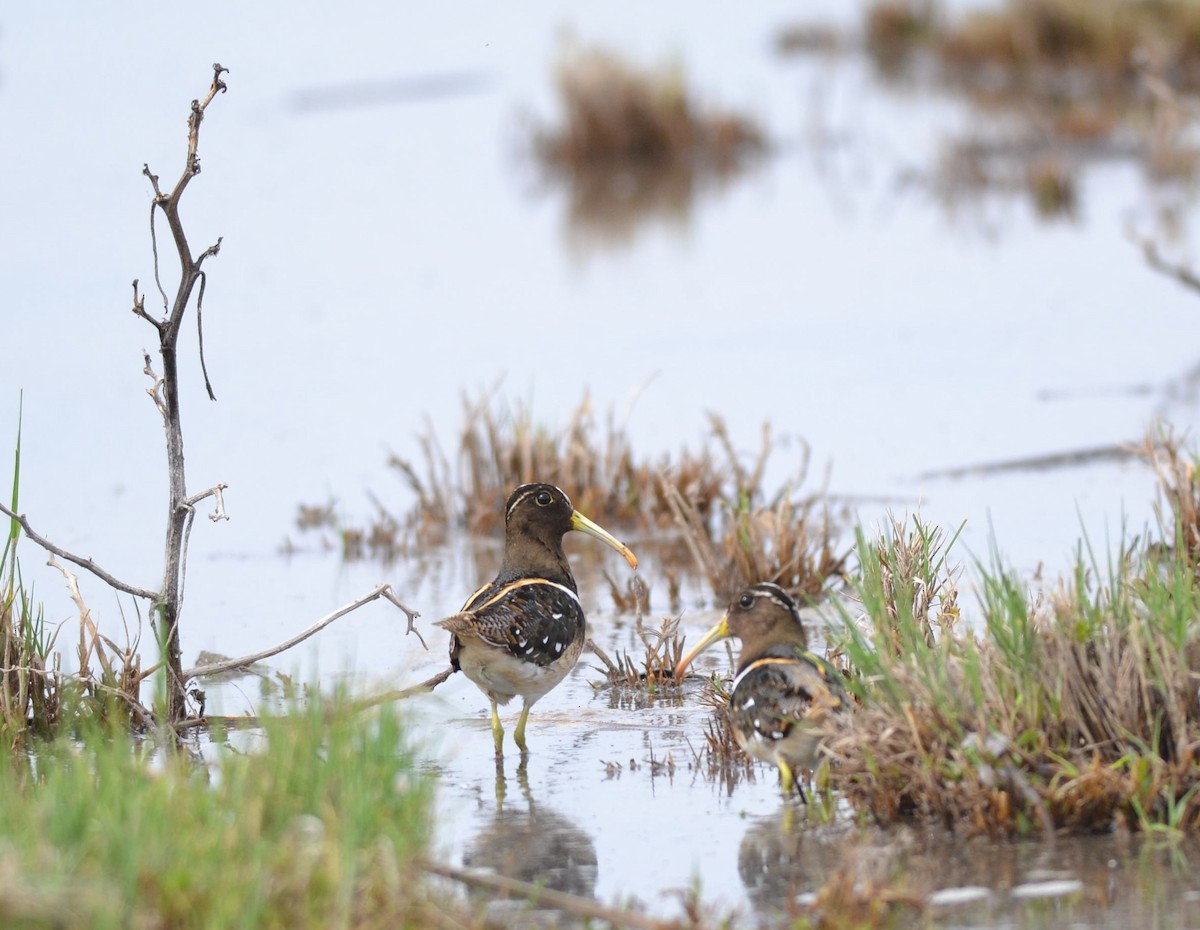 South American Painted-Snipe - ML144320321