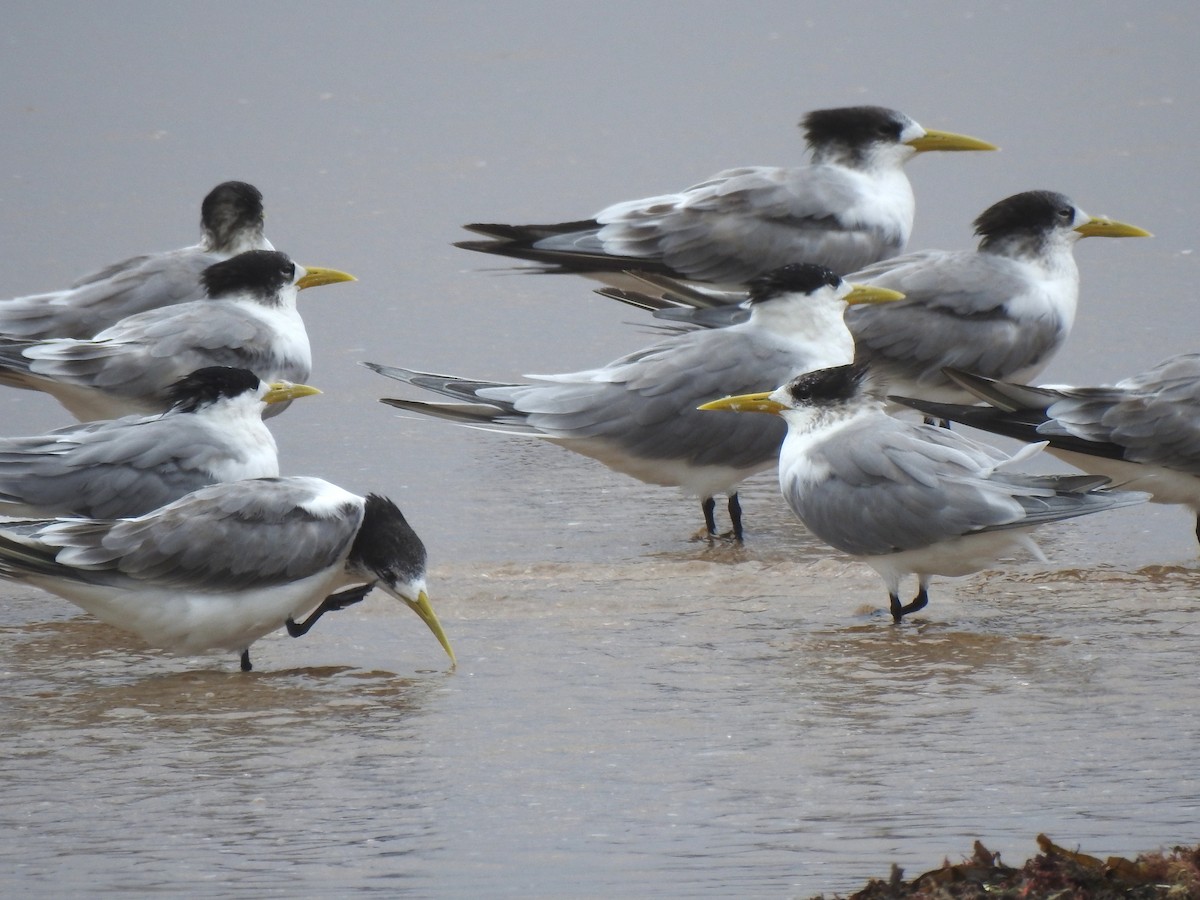 鳳頭燕鷗 - ML144320391