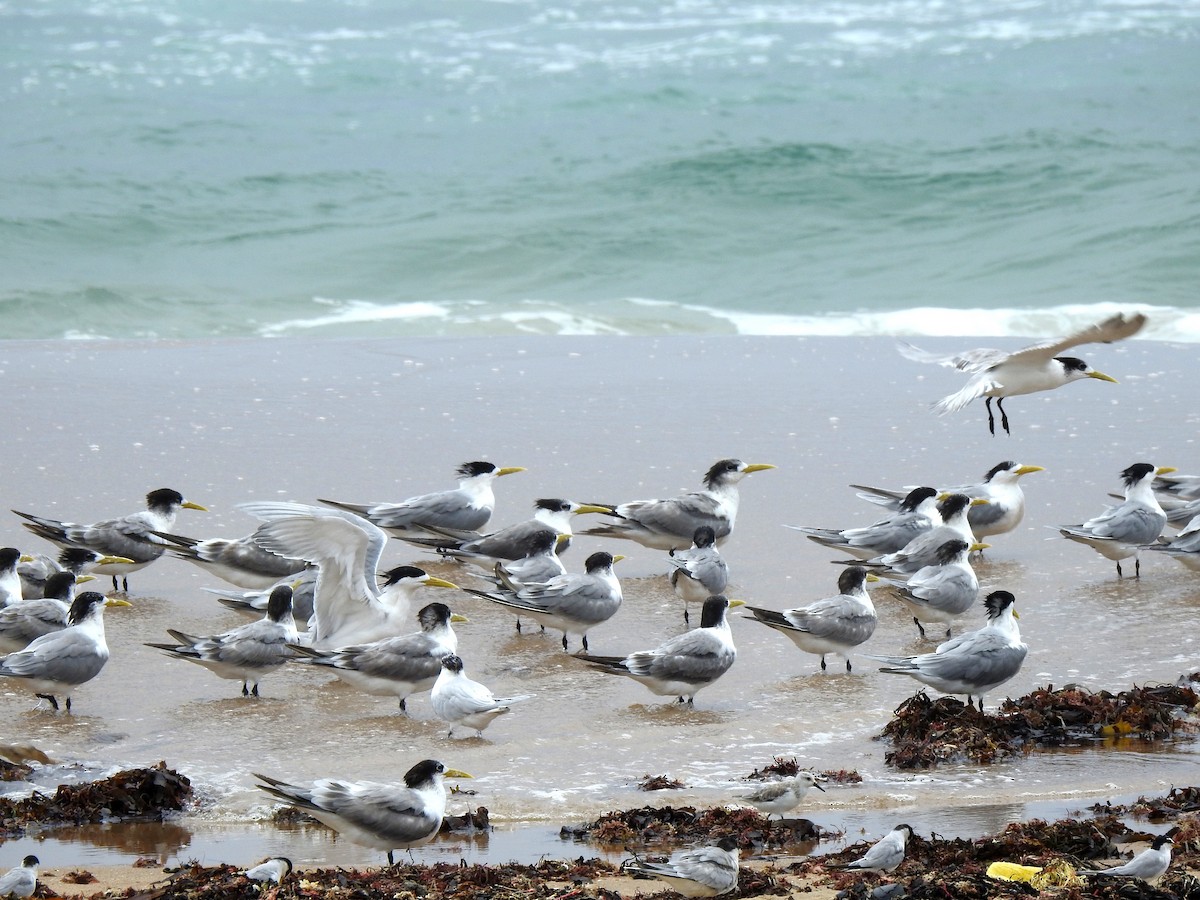 Great Crested Tern - ML144320401