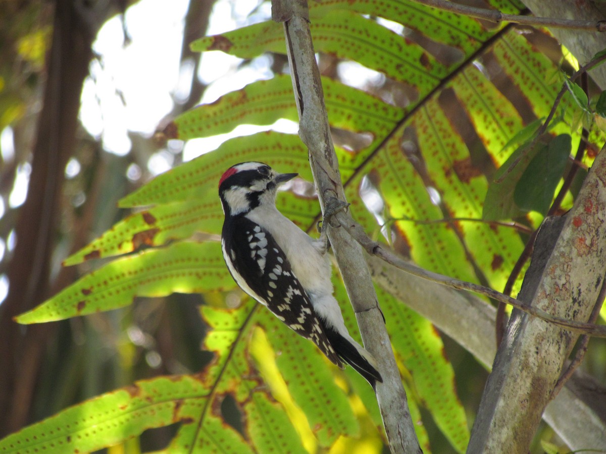 Downy Woodpecker - ML144320481