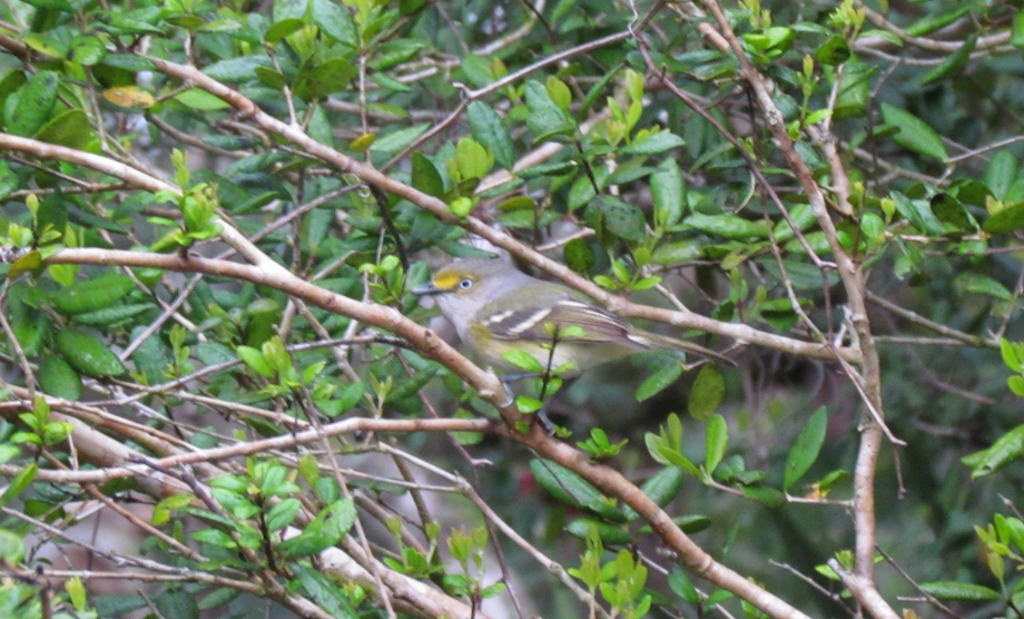 White-eyed Vireo - Derek LaFlamme