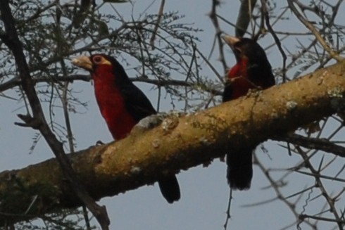 Double-toothed Barbet - ML144322081