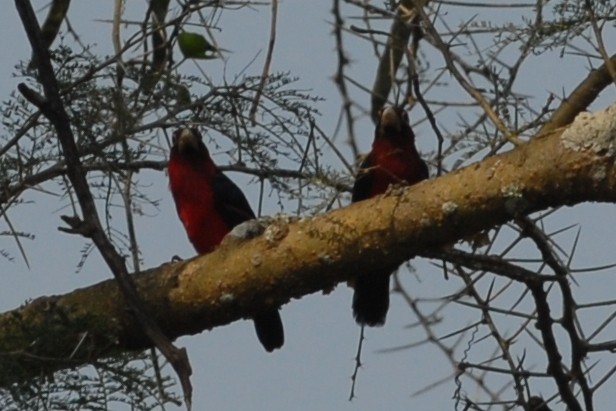 Double-toothed Barbet - ML144322111