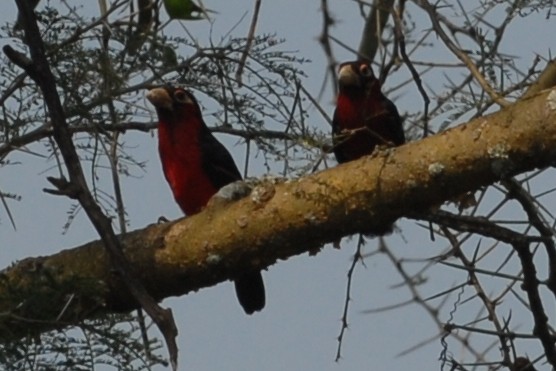 Double-toothed Barbet - ML144322131