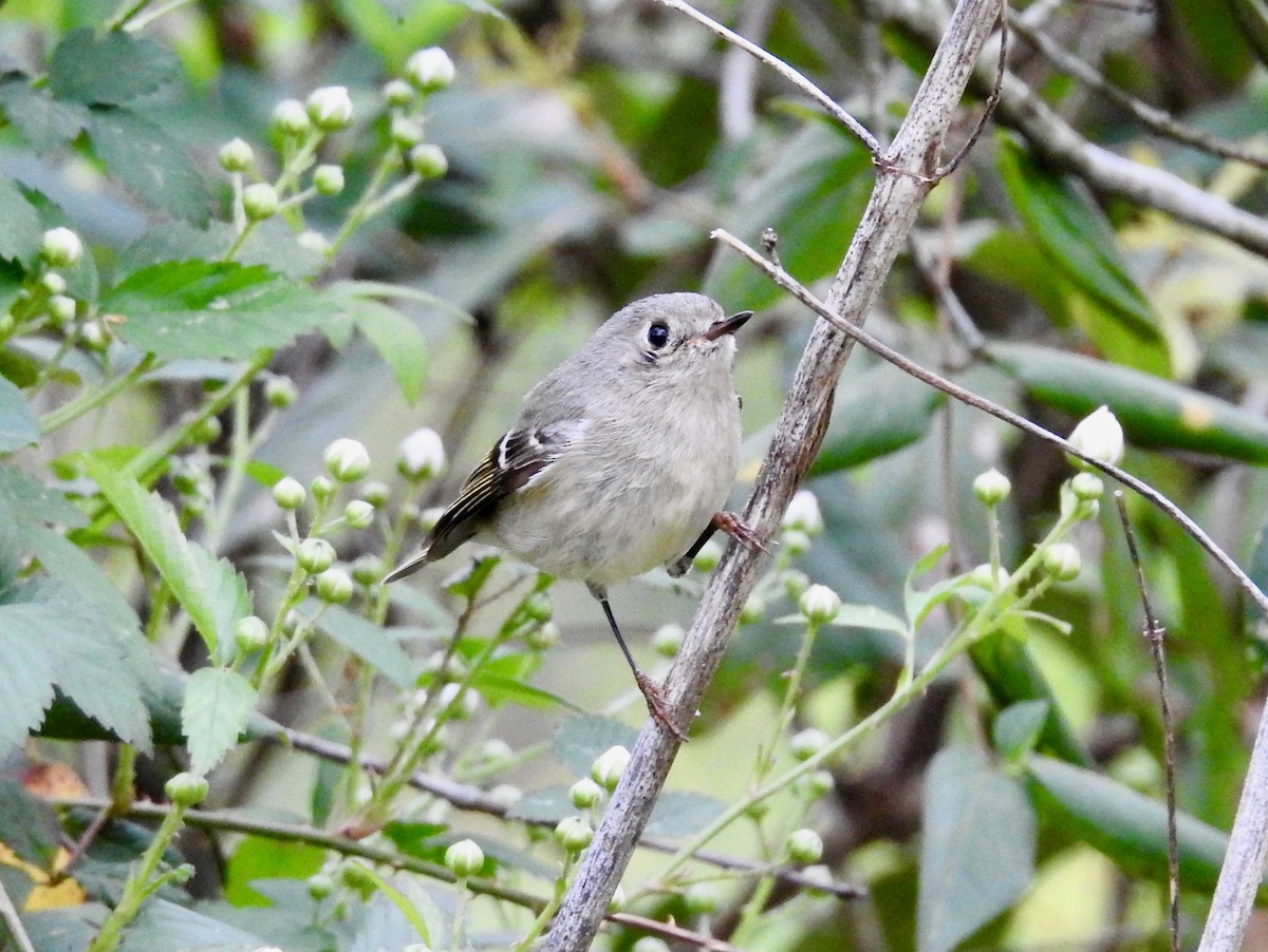 Ruby-crowned Kinglet - ML144322251