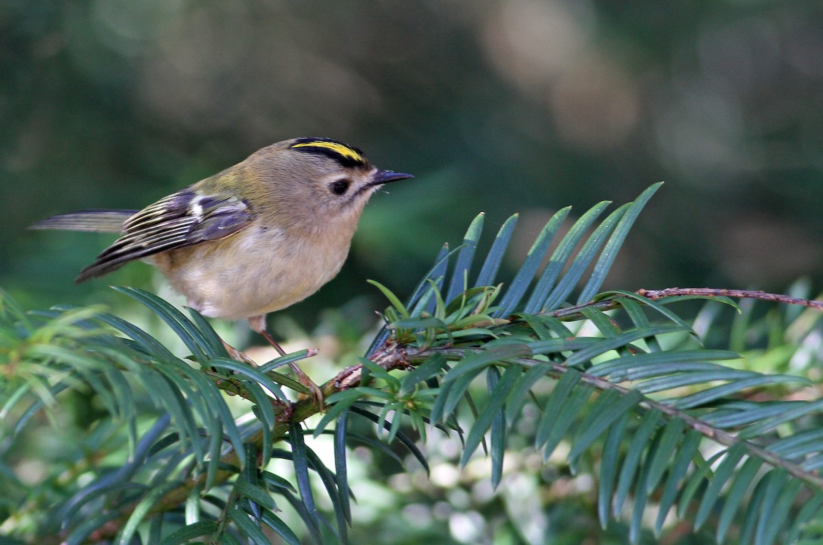 Goldcrest - Pierre Montieth
