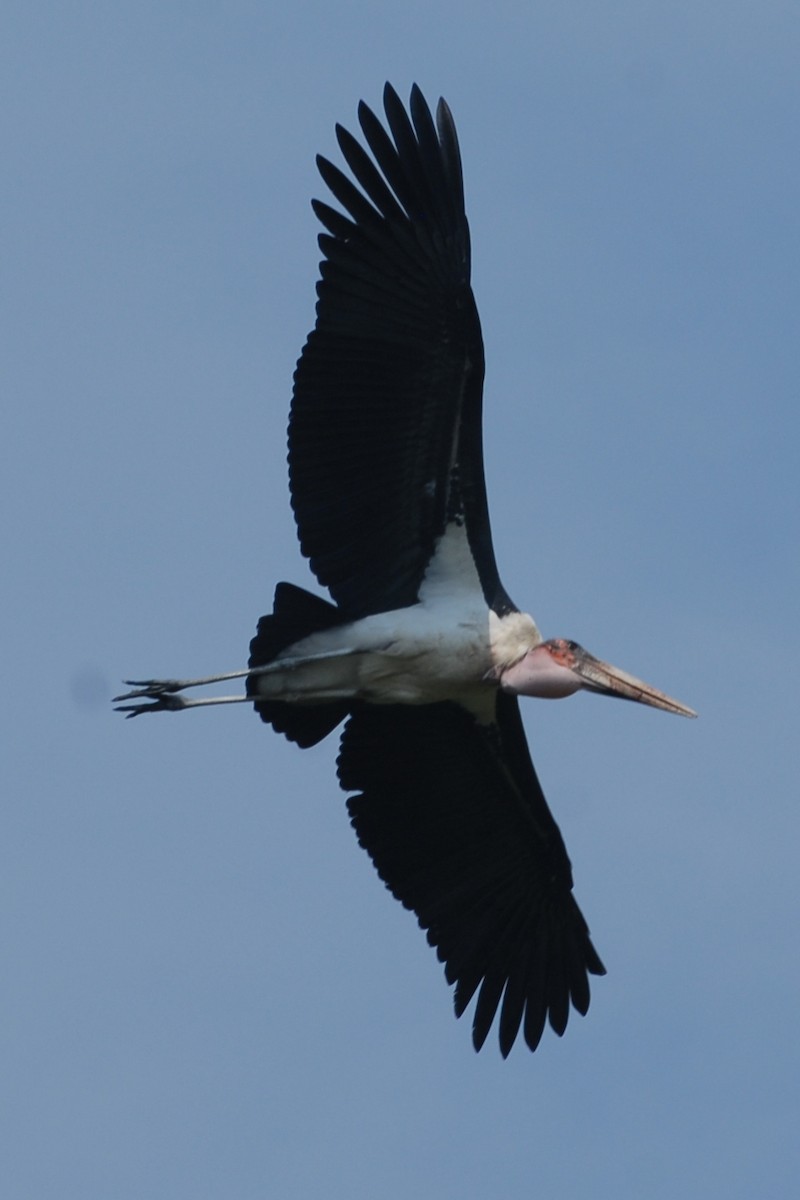 Marabou Stork - ML144323991