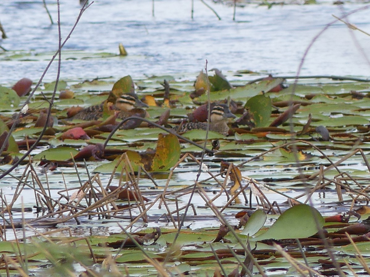 Masked Duck - Robin Duska